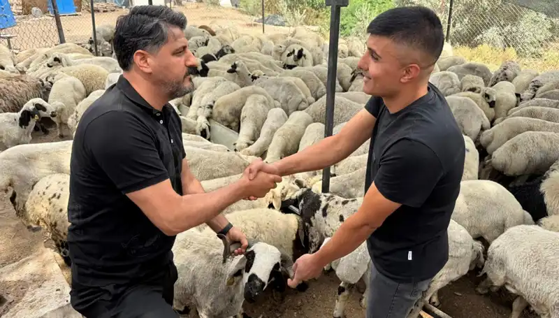 Kurbanlık Alırken Dikkat Edin: Tuz ve Sumak Koyunları Nasıl Şişkin Gösteriyor?
