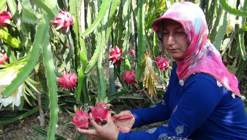 Emekli Oldu, Pitaya Üretmeye Başladı: Kilosu 200 TL'den Satılıyor