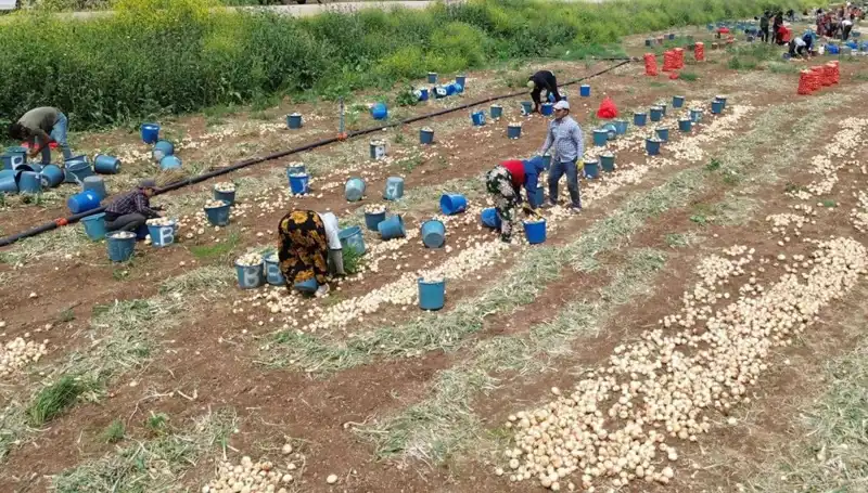 Soğan Hasadı Başladı: Fiyatlar Düşüşe Geçti, Pazarları Sarstı