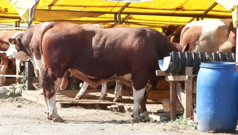 Kurban Pazarlarında Beklenen Hareketlilik Başladı: Alıcı ve Satıcılar Ne Diyor?