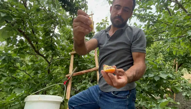 50 TL ile 70 TL Arasında Alıcı Buluyor: Tadı Damatta Bırakan Lezzetin Sırları