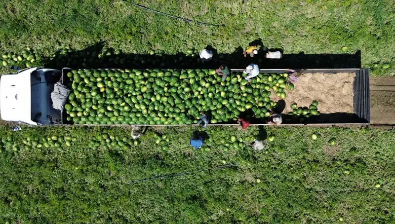 Bafra Ovası'nda 94 Bin 500 Ton Karpuz Rekoltesi: Hasat Zamanı Geldi!