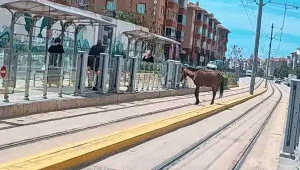 Eskişehir Tramvay Raylarında Başını Boşta Bulan At Vakası Şaşkınlık Yarattı