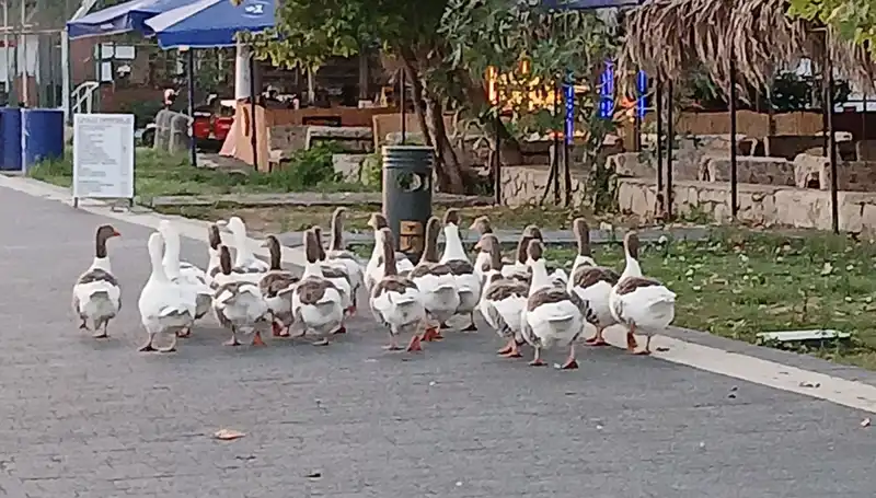 Kazların Denizde Yüzdüğü Gündem Oldu, 8’inin Ölümü Tartışma Yarattı