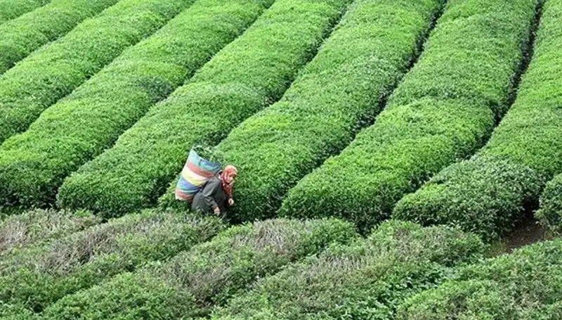 ÇAYKUR, Bayramda Yaş Çay Alımına Devam Ediyor: Çiftçilere Müjde!
