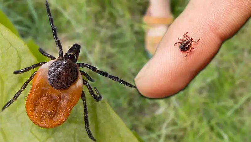 Kene Isırmasına Dikkat! Önlem Almanın Yolları Nelerdir?