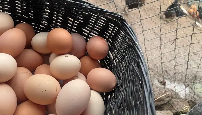 Okullar Açılıyor: Mayıs Çukuru'nu Kurtaracak En Uygun Protein Kaynağı