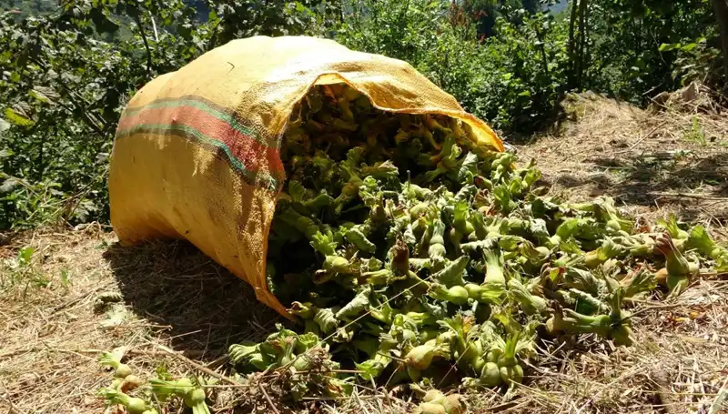 Giresun'da Fındık Hasadı Heyecanı Başladı! Geçim Kaynağı Dönemi Geldi
