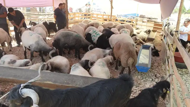 Kurban Bayramı'nda Hayvan Pazarları Rekor Kalabalıkla Ziyaret Edildi