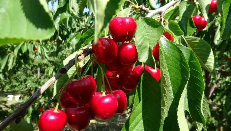 Çay Bardağına Sığmayan Bereket: Hasat Zamanı Geldi!