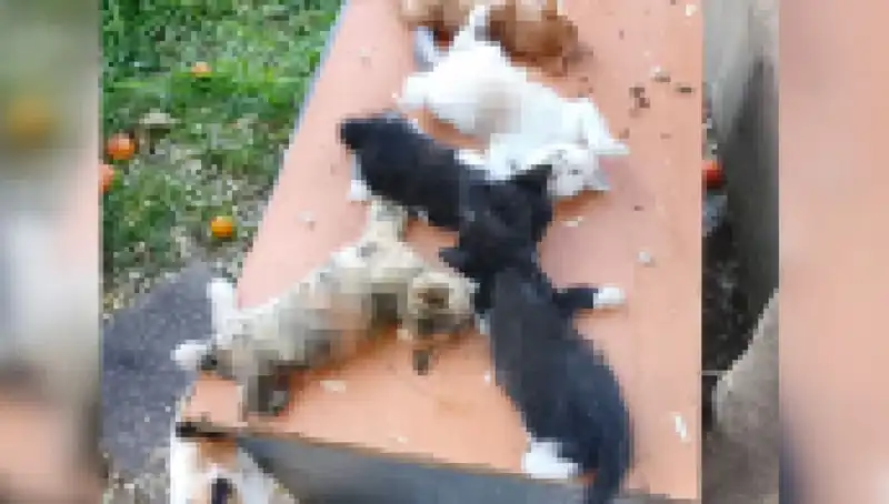Bursa'da Yavru Kedi Katliamı: Sekiz Masum Canın Hayatı Kıyıldı