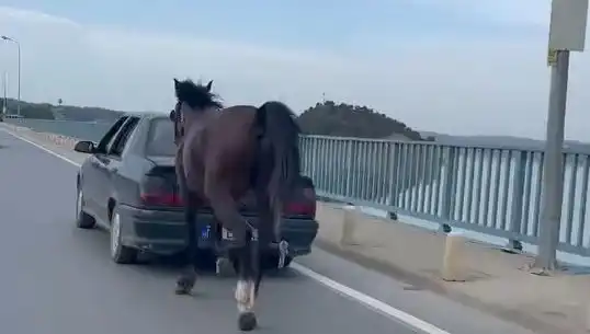 Adana'da Atı Eziyet Eden Kişiye Şok Tutuklama!