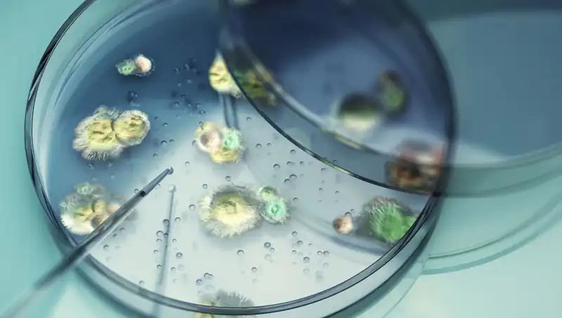 Ölümcül Mantar Tehditi: Yeni Bir Epideminin Eşiğindeyiz