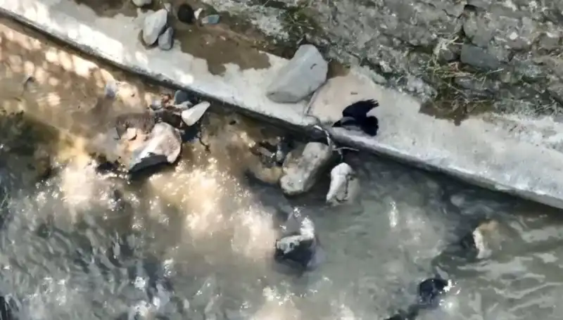 Karga İle Yılan Arasındaki Savaş: Doğanın Acayip Anları