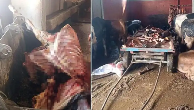 Adana'da Şok: 2,5 Ton At Eti Ele Geçirildi, 4 At Kurtarıldı!