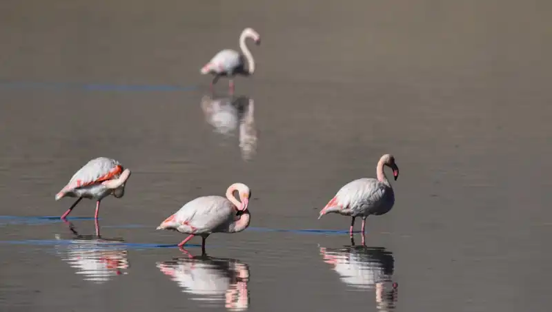 Kuş Cenneti Kuraklığın Pençesinde: Flamingo Sayısı Düşüyor