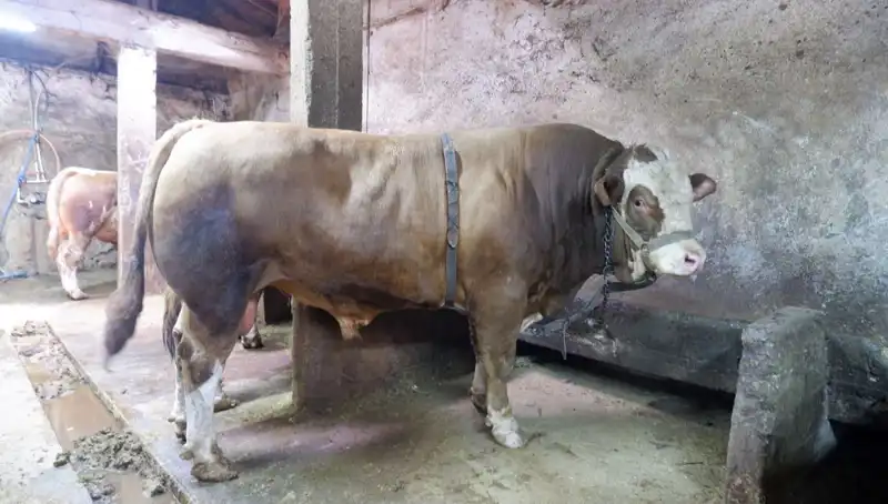 : Dudak Uçuklatan Fiyatla Alıcısını Buldu: 1 Ton 200 Kilo!