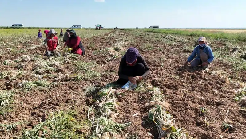 Rusya, Almanya ve İspanya'nın Antibiyotiği: Hasat Süreci Başladı!